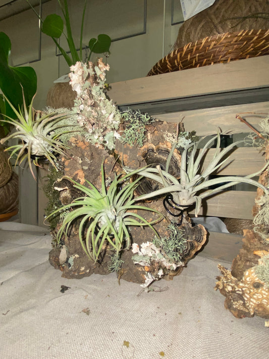 What exactly is an Air Plant (Tillandsia)?